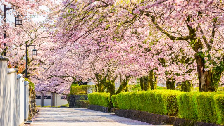 Spring in Japan Spring in Japan